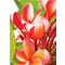 AVERY Zweckform Inkjet Fotopapier PREMIUM, 10 x 15 cm, wei